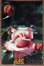 Открытка. Роза. Сорт Утро Москвы. Цветы. 1974 год