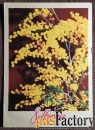 Открытка. Костенко. 8 Марта. Мимоза. Цветы. 1976 год