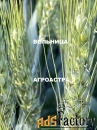 Семена озимой пшеницы донской селекции  эс/рс1/рс2