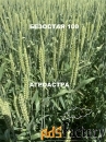 Семена пшеницы озимой купить Агрофак100  Алексеич Ахмат Безостая 100