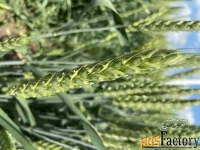 Семена пшеницы озимой купить Акапелла  Арсенал Армада Бумба Багира