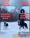 щенки восточноевропейской овчарки