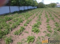 дом 51.3 м² на участке 2000 сот.