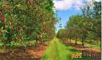 Интенсивный черешневый сад 34 гектара,Тихорецк