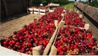 Интенсивный черешневый сад 34 гектара,Тихорецк