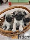 Щенки мопса