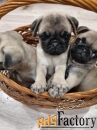 Щенки мопса