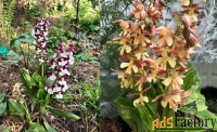 холодостойкие орхидеи для сада. большой выбор сортов с доставкой.