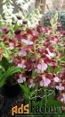 холодостойкие орхидеи для сада. большой выбор сортов с доставкой.