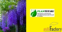 редкие хвойные растения для сада