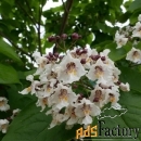 редкие и коллекционные красивоцветущие деревья и кустарники