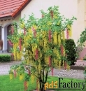 редкие и коллекционные красивоцветущие деревья и кустарники