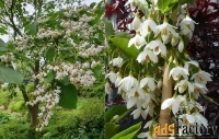 редкие и коллекционные красивоцветущие деревья и кустарники