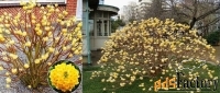 редкие и коллекционные красивоцветущие деревья и кустарники