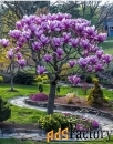 саженцы красиволиственных деревьев: клены, гинкго, махонии, пьерис