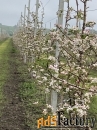 продаются яблоневые сады в адыгее