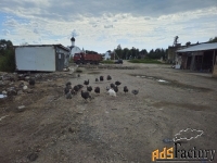 земельный участок, 80 сот.